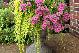 flower-pot-project_8